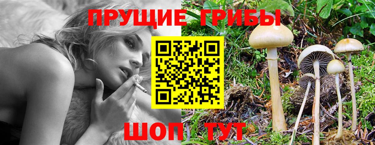 Галлюциногенные грибы Psilocybine cubensis Люберцы